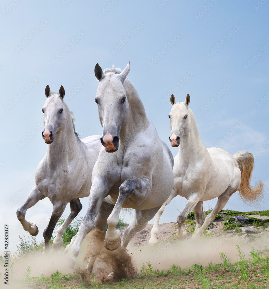 Naklejka białe konie w kurzu
