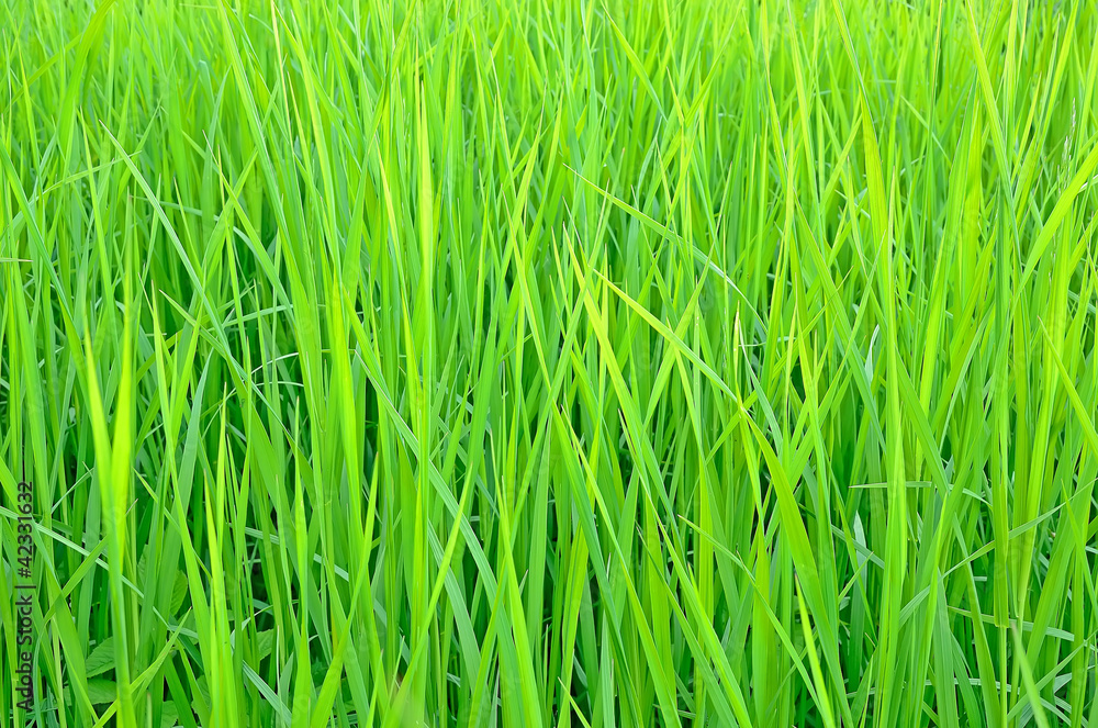 Fresh green grass Fresh green grass