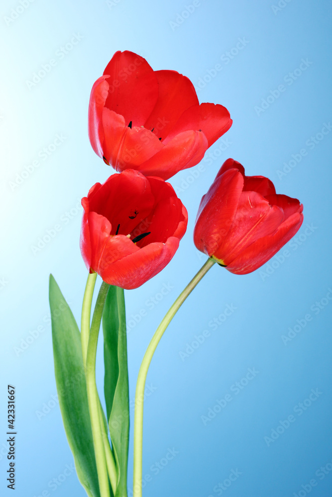 Fototapeta premium Beautiful tulips on blue background