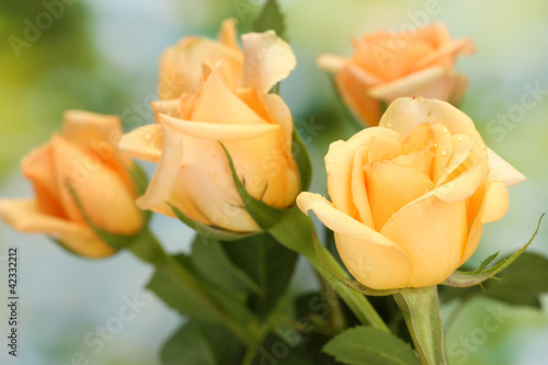 beautiful bouquet of roses on green background