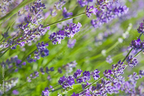 Fototapeta Naklejka Na Ścianę i Meble -  Lavender frame