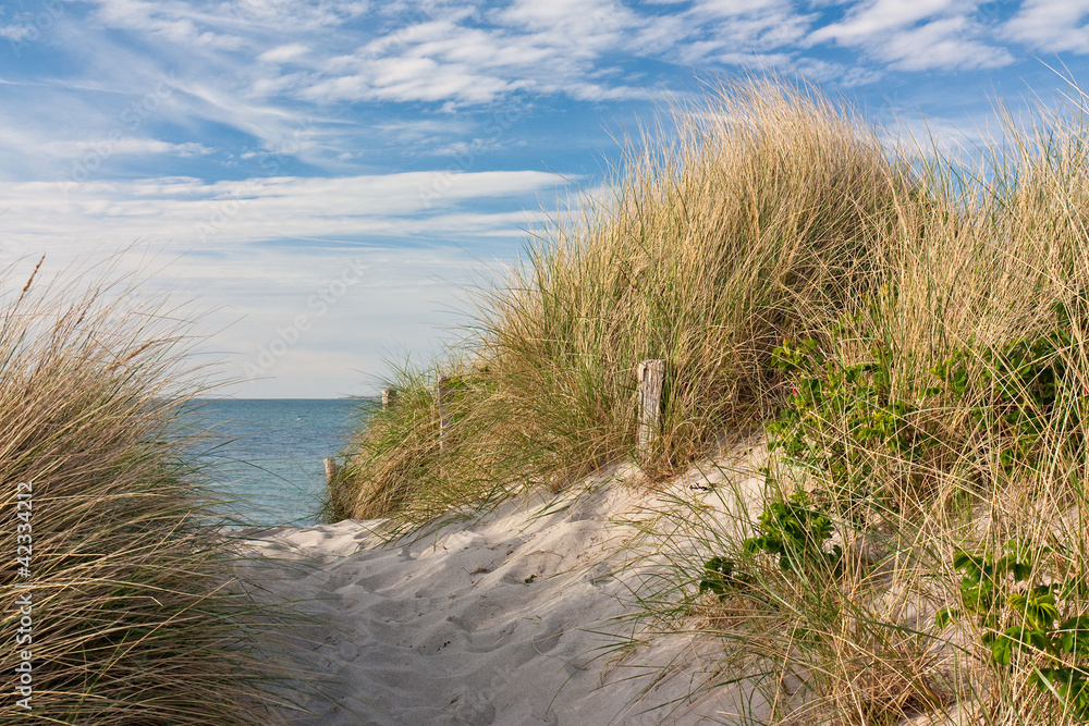 Weg zum Strand durch Dünen mit Strandhafer an der Ostsee Weg zum Strand durch Dünen mit Strandhafer an der Ostsee