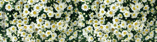 Panoramic Chrysanthemum