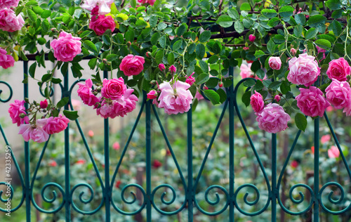 pink climbing rose on blue forged fence in summer garden