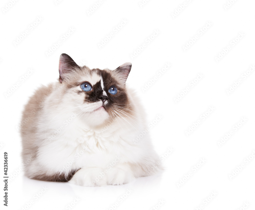 Curious Ragdoll Cat on a White Background
