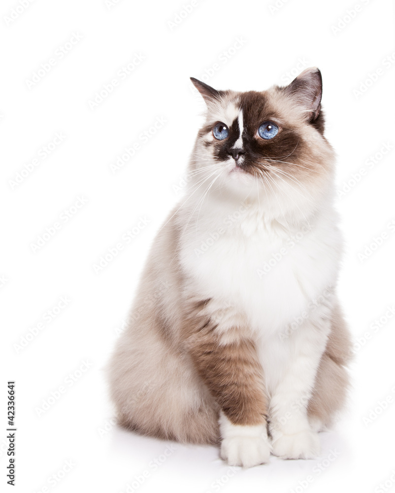 Ragdoll Cat on a White Background