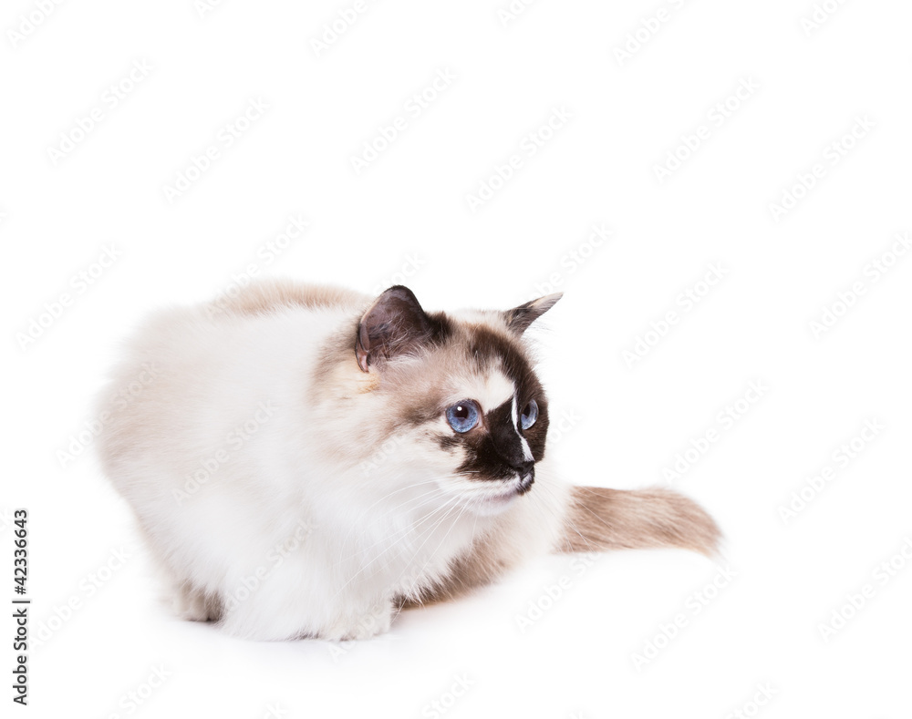 Cute Tortie Ragdoll Cat on a White Background