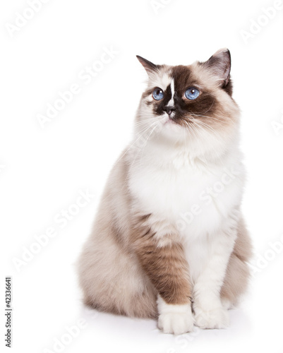 Ragdoll Cat on a White Background