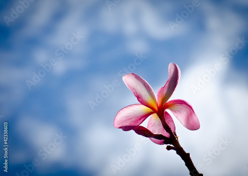 The Frangipani flower with blue sky