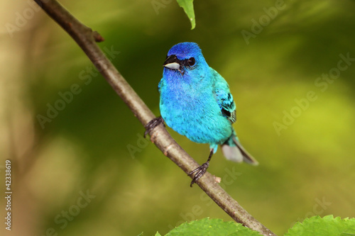 Male Indigo Bunting (Passerina cyanea)