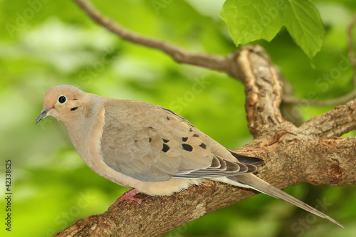 Mourning Dove (Zenaida macroura ) - Ontario, Canada