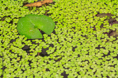 duckweed and lotus'sleaf