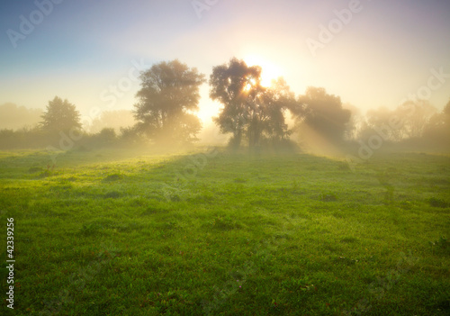 Foggy meadow at sunrise