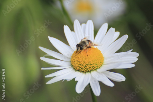 Close up of marguerites and a bee