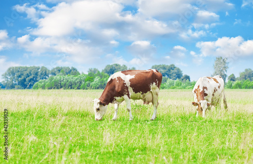 Cows grazing © Buriy