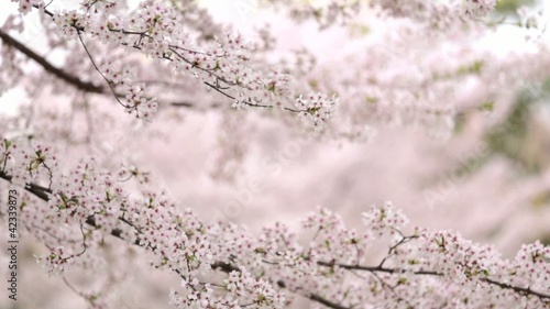 桜 花 舞い落ちる 動画素材 Fu Non