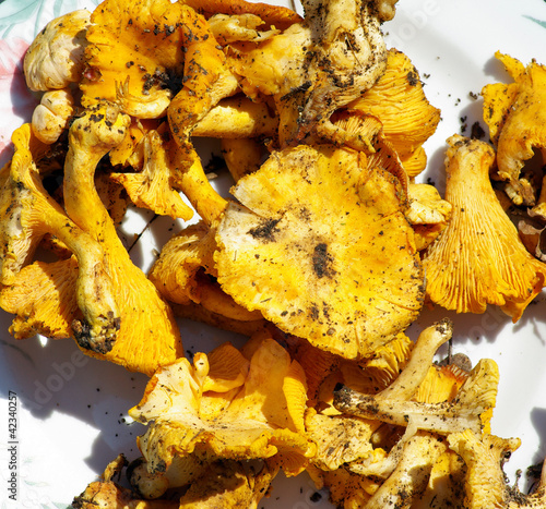 cueillette  de girolles photo