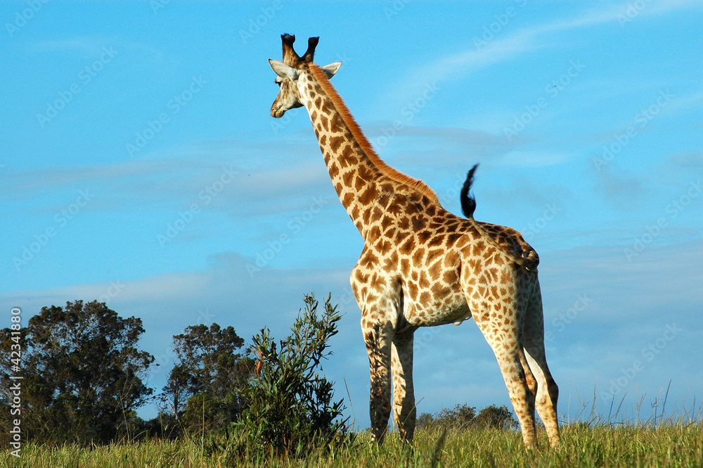 Fototapeta premium Giraffe