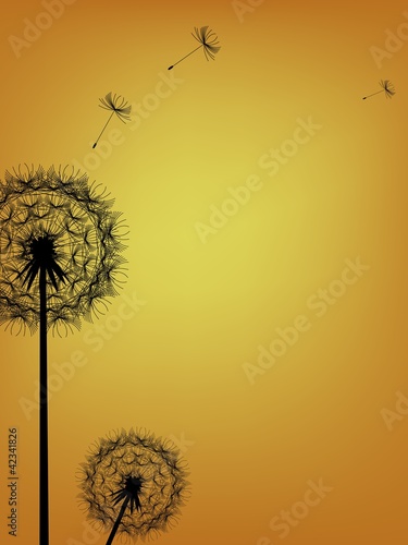 Dandelion background