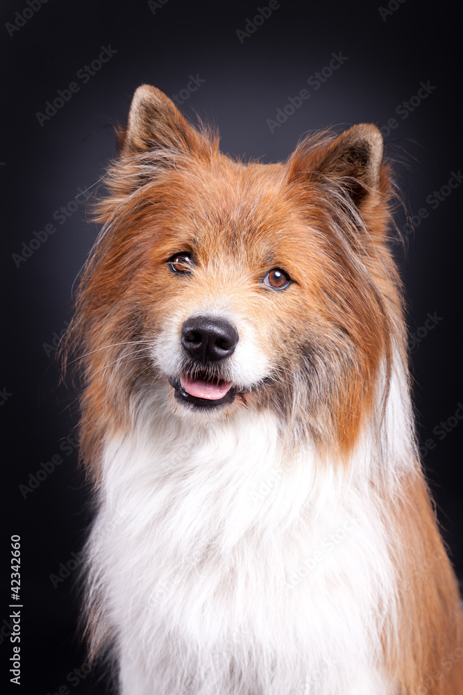 Portrait Hund Portrait Hund