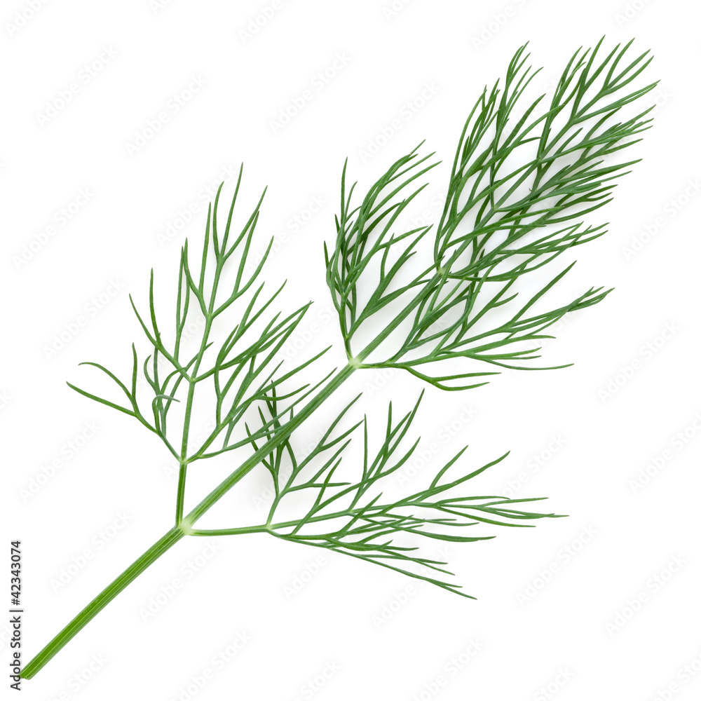 Green dill isolated on white background. Studio macro Green dill isolated on white background. Studio macro