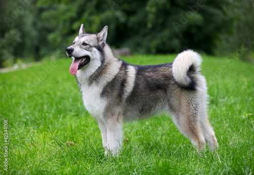 Young Alaskan Malamute on a walk in a park photo