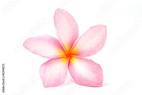 Frangipani flower isolated on white