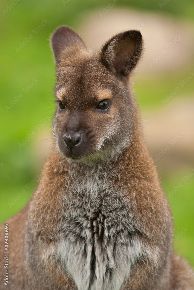 portrait of a wallaby 9625
