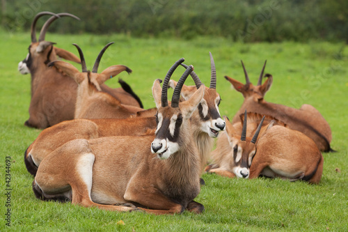 group of antelope 9611