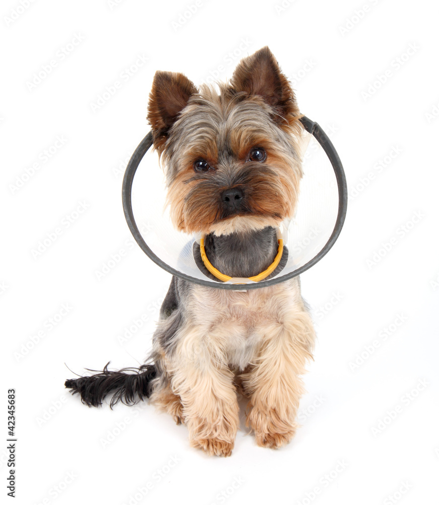 Sick  Yorkshire Terrier wearing a protective collar