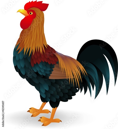 Rooster cartoon