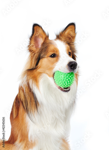 Fototapeta Naklejka Na Ścianę i Meble -  dog with ball