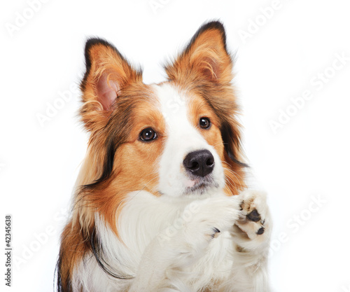 dog begging