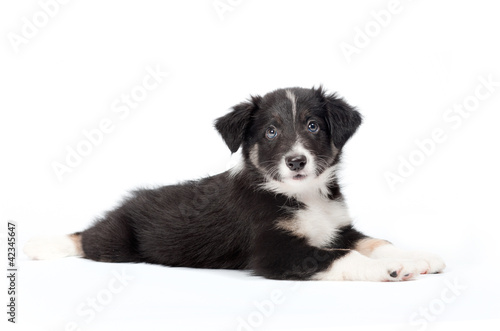 cute border collie puppy