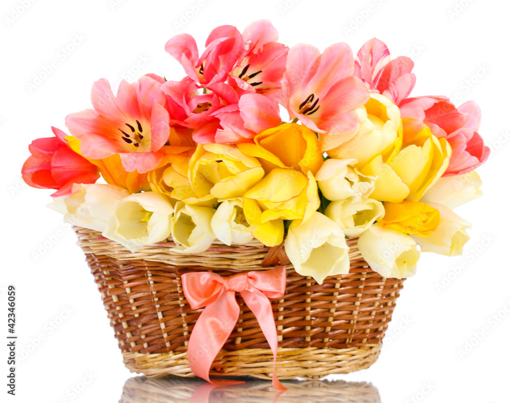 beautiful tulips in basket isolated on white.