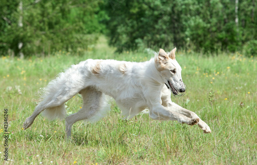Russian borzoi dog running