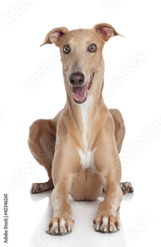 Greyhound dog on white background