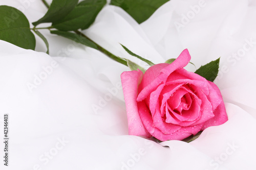 Beautiful rose on white cloth