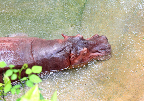 hippopotamus relax in water