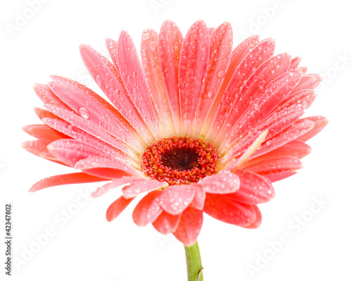 beautiful pink gerbera with drops isolated on white.