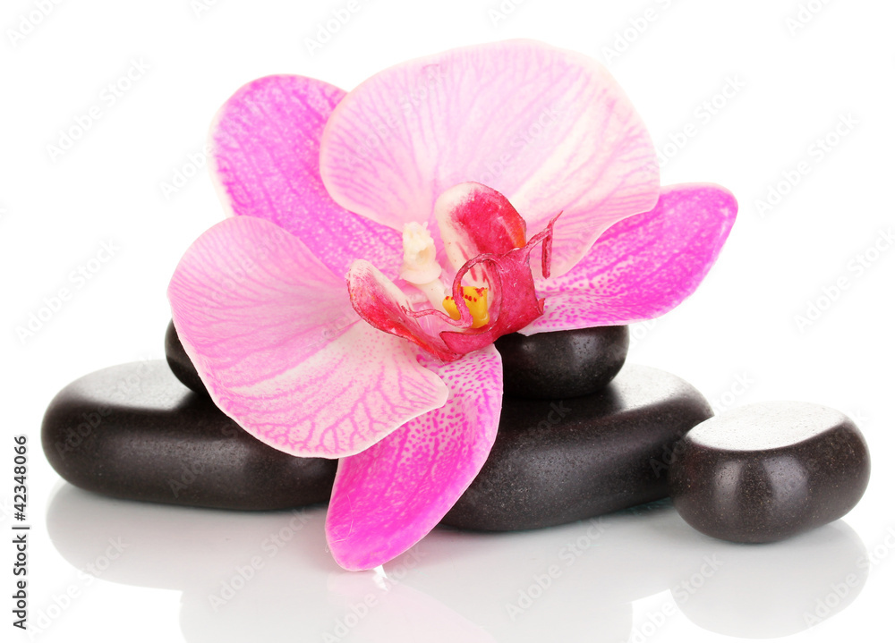 Spa stones with orchid flower isolated on white Spa stones with orchid flower isolated on white