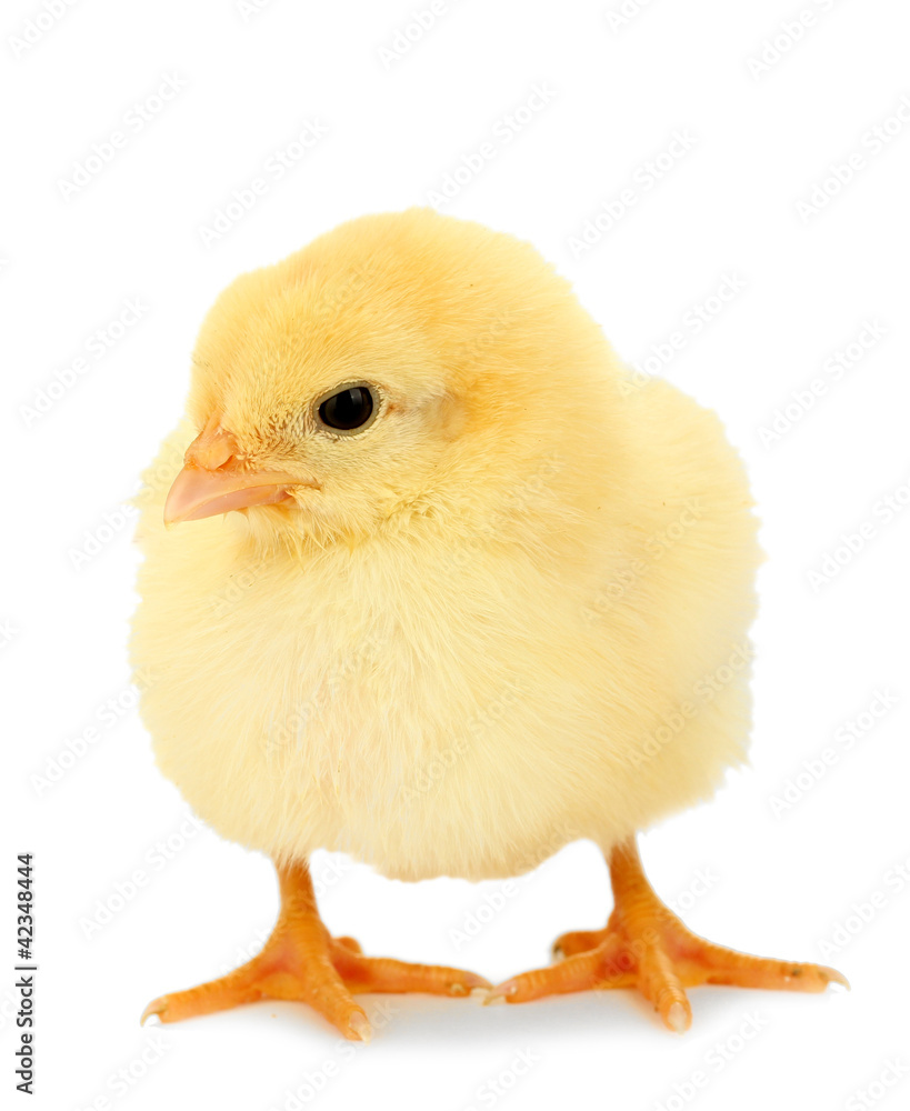 Obraz premium beautiful little chicken isolated on the white