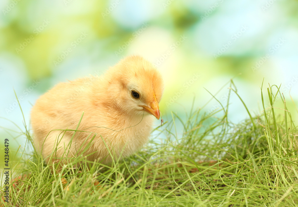 beautiful little chicken on green grass in garden beautiful little chicken on green grass in garden