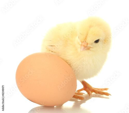 beautiful little chicken and egg isolated on the white