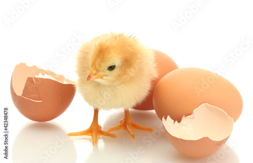 beautiful little chicken, eggshell and eggs isolated