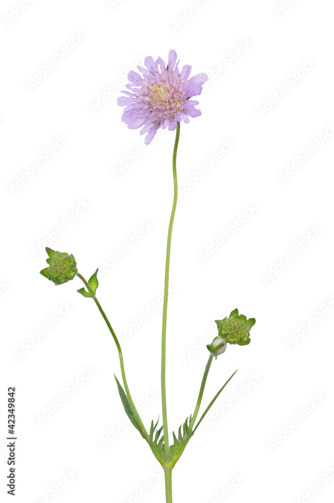 Tauben-Skabiose (Scabiosa columbaria) Tauben-Skabiose (Scabiosa columbaria)