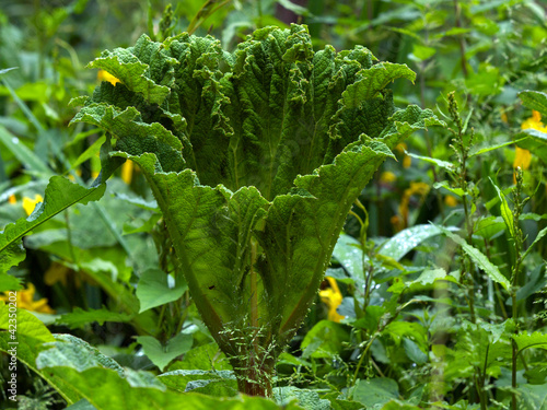 Gunnera photo