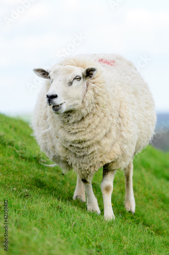 Female Sheep © Stephen Meese