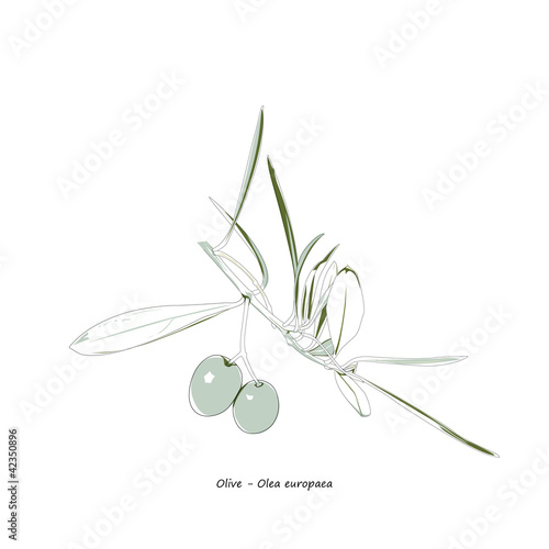 Illustration of olive branch with fruit