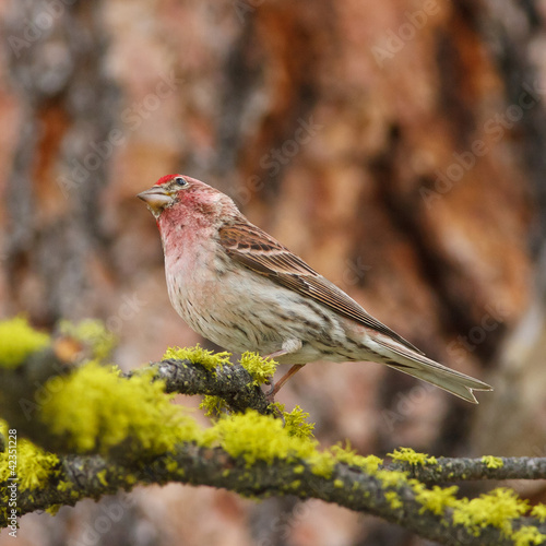 Finch with tilted head